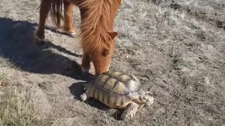 Tortoise and Pony are Pasture Buddies