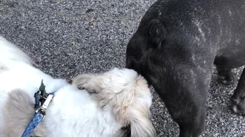 Dogs meet at Beer Fest