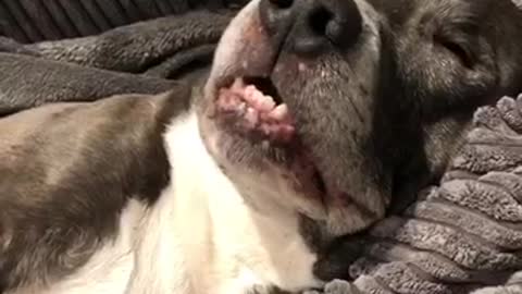 This pup manages to fall asleep in the most awkward way imaginable