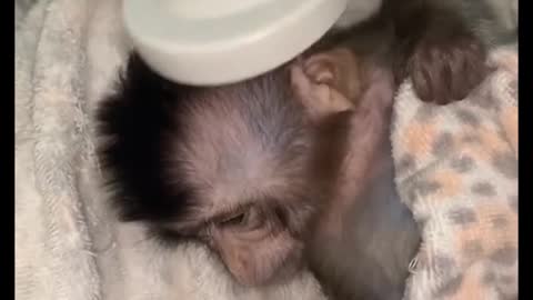 funny monkey shower