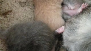 Hugging baby kitties