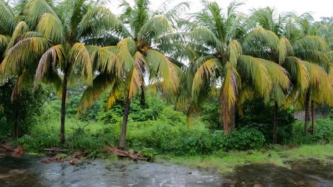Rain on Palm Trees