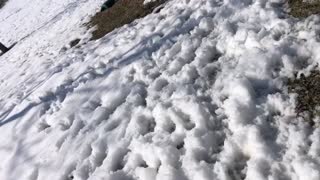 Doberman puppies playing in the snow