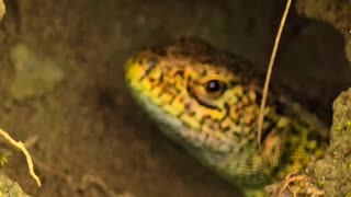 Lizard suddenly looks out of a cave / a beautiful reptile.