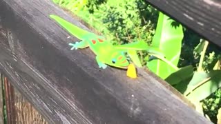 Green lizard licks piece of corn on wood fence