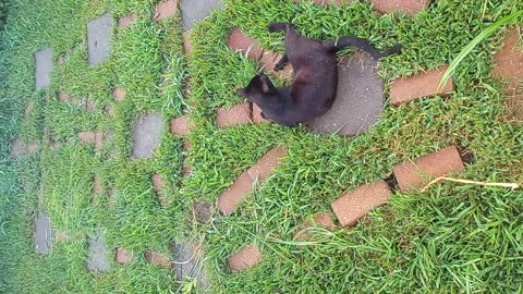 Divination ritual involving black cat