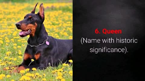 TOP 10 strongest dog names for males and females 🐕🐕🐶🐶🐩🐩