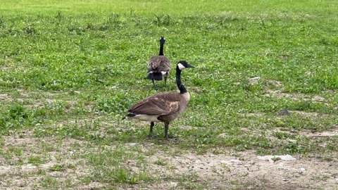 Another Canada Geese family