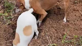 Pair of dogs use teamwork to dig giant hole in the home