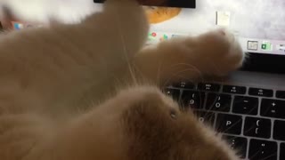 Cat plays with screen