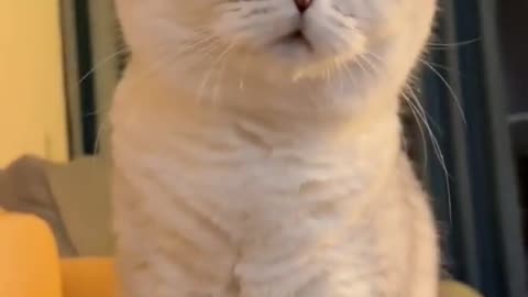 Funny cat