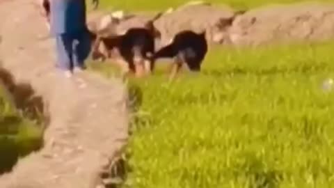 Dogs running