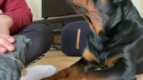 See the dog's reaction