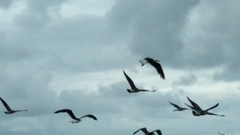 flight of seagulls on the beach Brazil