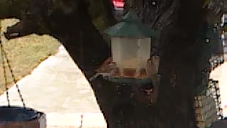 Birds in Birdfeeder while Tropical Storm Ophelia was passing over
