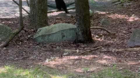 Bear Cub Plays On Hammock With Mom Nearby