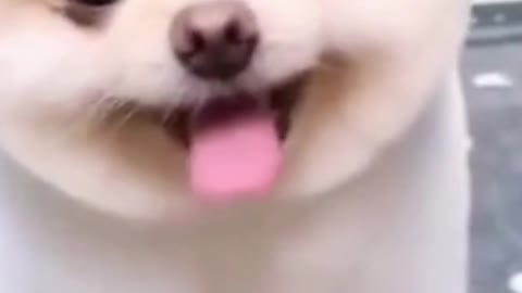 Funniest Doggos Ever. Best Funny Dog Videos Of The Year | Pet Loverriffic