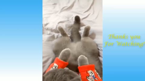 videos of very funny kittens and puppies kkkkk