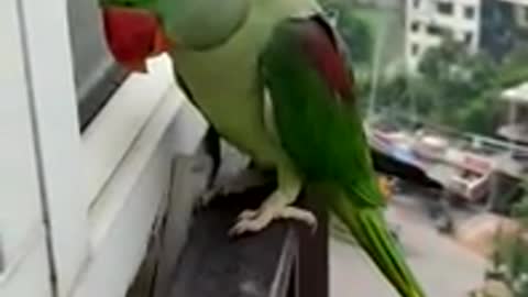 parrot talking in real world