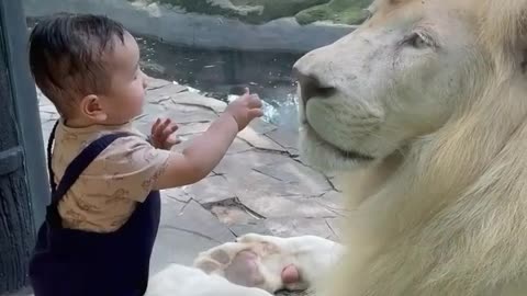 Baby playing with a lion in zoo