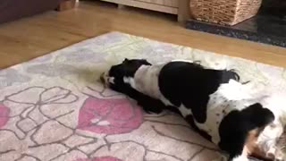 Funny Dog Entertains Its Owner By Rolling Around On The Carpet