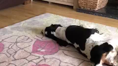 Funny Dog Entertains Its Owner By Rolling Around On The Carpet