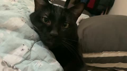 Cat in a peaceful bed