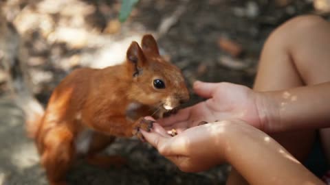 Squirrel eating nuts from the hands of a human child. Close-up