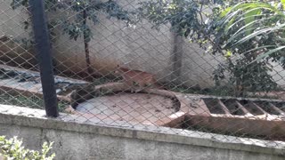 Felino nervoso, bravo - Zoo Park da Montanha, em Marechal Floriano