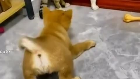 World funny #dog and #cat video