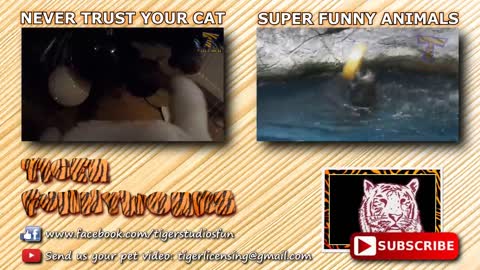 cat funny compliation