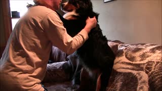 Watch this dog dish out hugs whenever he is asked for one