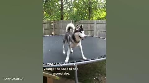 Huskies are the Ultimate Drama Queens! 🤣 Funny Animals Videos 2024