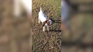 TRY NOT to LAUGH Animals FUNNY PET FAILS_ Epic Pet Videos & Moments