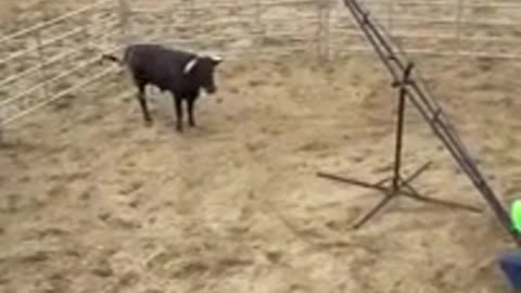 Funny Clips with bullfighting