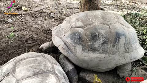 Biggest Tortoise in world 100 kg | tortoise land in the world |