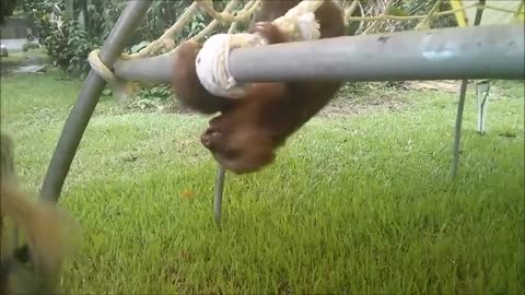 Funny Baby sloths compilation