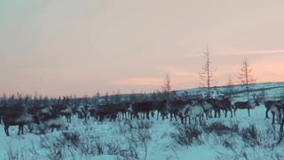 Residents of the North of the Yamalo-Nenets Autonomous Okrug , local culture .