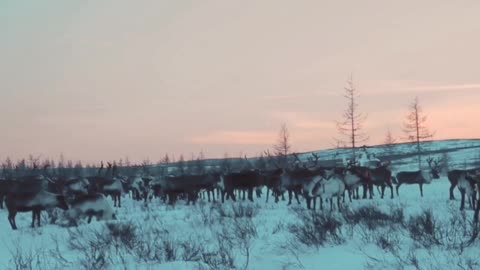 Residents of the North of the Yamalo-Nenets Autonomous Okrug , local culture .