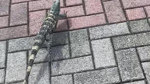 Funny video chasing an iguana