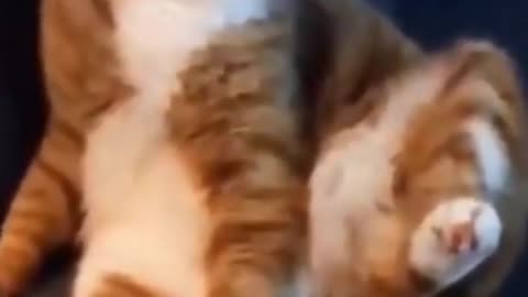 😺😂 Cute and funny cats 😂😺 part 6