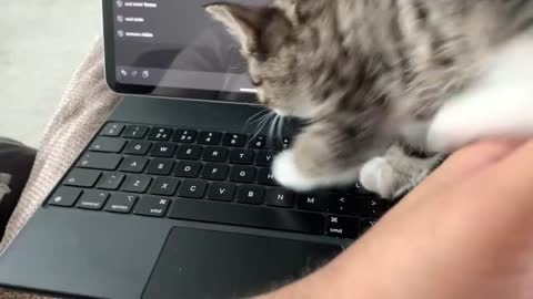 Cat are making funny moments with laptop
