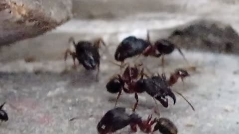 cute ants group. how to work on group.