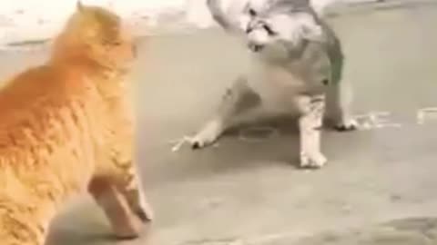 funny cat _ funny animals _ cat fight _ cat video _ #shorts #trending