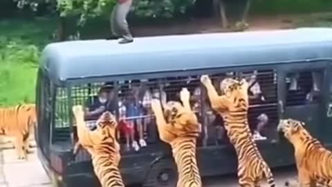 Tiger Dangerous Wild Animals - tiger vs humen