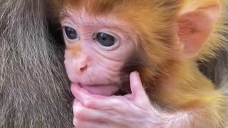 Cute little monkey baby