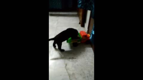 2 months old Labrador puppy fun playing
