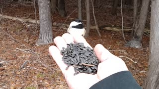 Hungry Chickadee