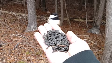 Hungry Chickadee