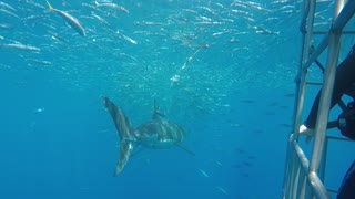 Multiple Great White Sharks approaching divers